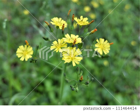 它是一種路邊可見的野花，從四月到六月在莖尖開出2-3朵黃色的花朵。 111464414