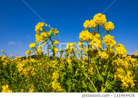 強姦開花發光在藍天 強姦開花發光在藍天 111464426