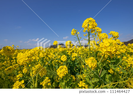 Rape blossoms shining in the blue sky 111464427
