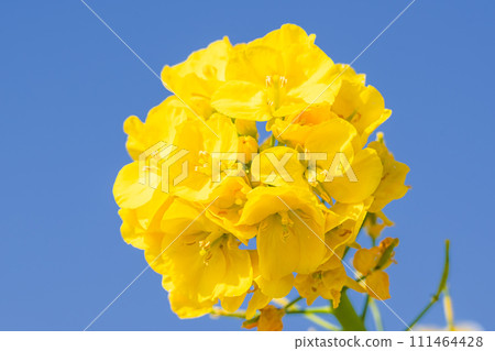 油菜花特寫,映襯著藍天 油菜花特寫,映襯著藍天 111464428
