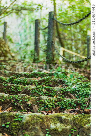 Mossy stairs leading to a waterfall in the forest Mossy stairs leading to a waterfall in the forest 111464449