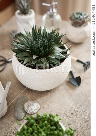 Potted Aloe Aristata house plant in white ceramic pot on a table indoors 111464481
