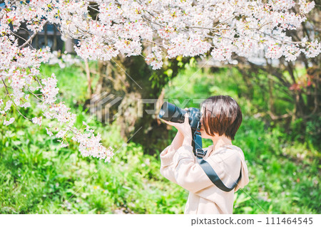 Young camera girl taking pictures of cherry blossoms while sightseeing 111464545