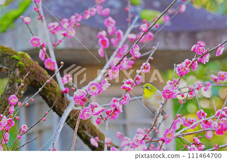 Red plum and white-eye Red plum and white-eye 111464700
