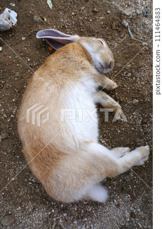 廣島縣竹原市只見大久野島的“小兔子在午睡” 111464883