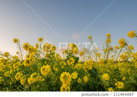 Rapeseed flowers blooming in a field of rapeseed flowers that shine against the blue sky at dusk Rapeseed flowers blooming in a field of rapeseed flowers that shine against the blue sky at dusk 111464897