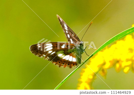 蝴蝶 111464929