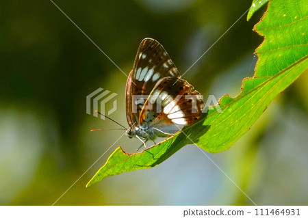 Butterfly Butterfly 111464931