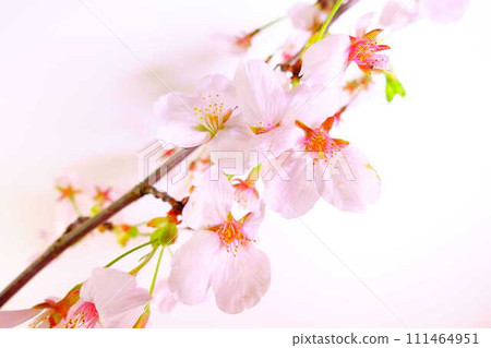Cherry blossoms in full bloom, cherry blossoms, cherry blossoms, cherry blossoms, Somei Yoshino 111464951