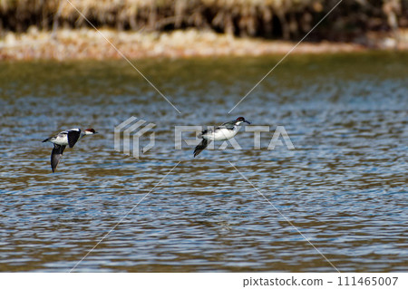 Flight of diving duck, Anatidae Flight of diving duck, Anatidae 111465007