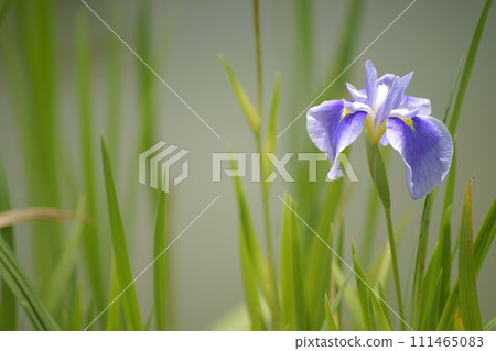 鳶尾花 111465083