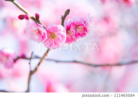 Kobai Kobai 111465084