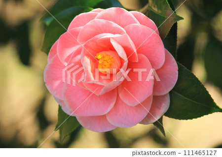 山茶花盛開 111465127