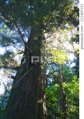 Huge tree Huge tree 111465131