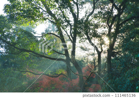 Let the sunlight shine through Let the sunlight shine through 111465136