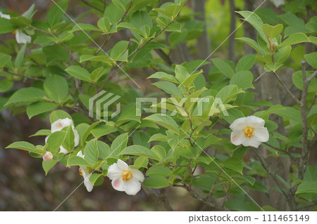 Summer Camellia Summer Camellia 111465149
