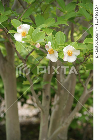 Summer Camellia 111465157
