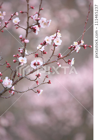鮮豔的梅花自然風光 111465237