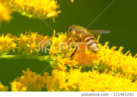 A bee A bee 111465293