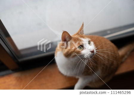 Staring cat, brown tabby white 111465296