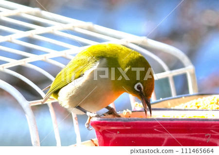 White-eye 111465664