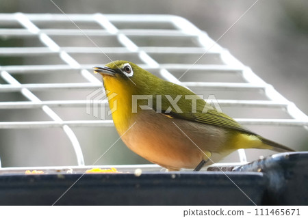 White-eye 111465671