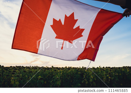 The National Flag of Canada waving on sunset background. Canadian Flag or the Maple Leaf. Tourist traveler or patriotism. Independence day Flag day International relations The National Flag of Canada waving on sunset background. Canadian Flag or the Maple Leaf. Tourist traveler or patriotism. Independence day Flag day International relations 111465885