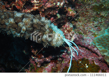 Sea cucumber cuvier organ underwater photo Sea cucumber cuvier organ underwater photo 111466011