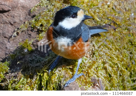 A cute and beautiful mountain tit that came out of nowhere and stopped right in front of me. 111466087