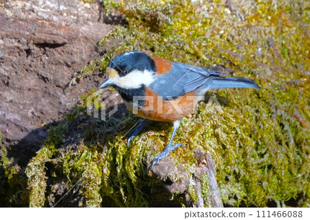 A cute and beautiful mountain tit that came out of nowhere and stopped right in front of me. A cute and beautiful mountain tit that came out of nowhere and stopped right in front of me. 111466088