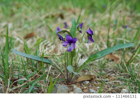 Violet violet/ whole purple violet with long and narrow leaves Violet violet/ whole purple violet with long and narrow leaves 111466131