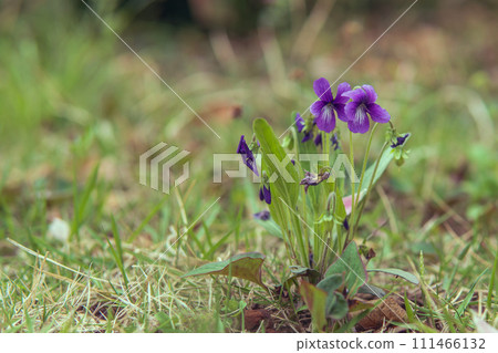 Violets/purple violets and copy space 111466132