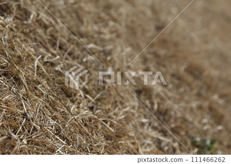 草地背景 111466262