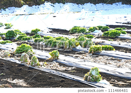 白雪皚皚的大白菜田 111466481