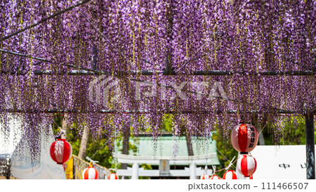 春光映照下的鳥居和紫藤花祭景色【擁有300多年樹齡的天然紀念物中山大紫藤】柳川市 111466507