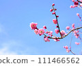 紅梅在藍天映襯下熠熠生輝 111466562