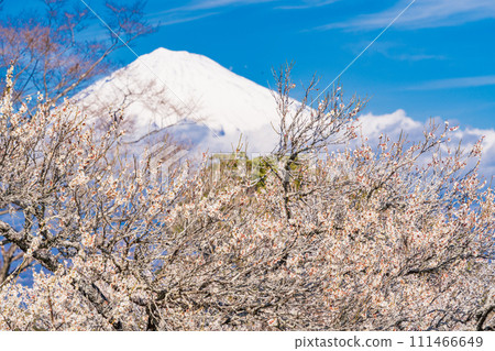 (Shizuoka Prefecture) Plums of Iwamotoyama Park and Mt. Fuji (Shizuoka Prefecture) Plums of Iwamotoyama Park and Mt. Fuji 111466649