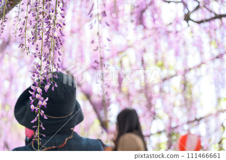春光下閃閃發光的大紫藤花特寫鏡頭【樹齡超過300年的天然紀念物中山大紫藤】柳川市 春光下閃閃發光的大紫藤花特寫鏡頭【樹齡超過300年的天然紀念物中山大紫藤】柳川市 111466661