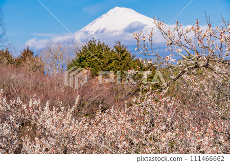 (靜岡縣)岩本山公園和富士山的李子 (靜岡縣)岩本山公園和富士山的李子 111466662