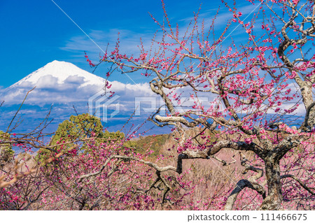 (Shizuoka Prefecture) Plums of Iwamotoyama Park and Mt. Fuji (Shizuoka Prefecture) Plums of Iwamotoyama Park and Mt. Fuji 111466675