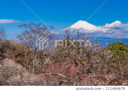 (Shizuoka Prefecture) Plums of Iwamotoyama Park and Mt. Fuji 111466679