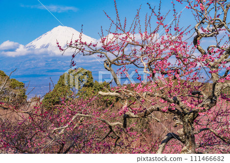 (Shizuoka Prefecture) Plums of Iwamotoyama Park and Mt. Fuji 111466682