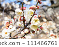 白梅花 111466761