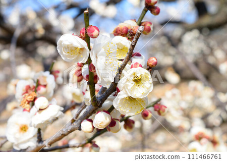 白梅花 白梅花 111466761