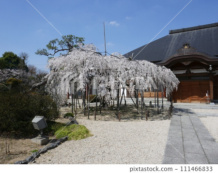 Weeping cherry blossoms at Jigen-in Temple (Kawajima Town, Saitama Prefecture) Weeping cherry blossoms at Jigen-in Temple (Kawajima Town, Saitama Prefecture) 111466833