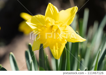 Kizuysen Kizuysen 111467126