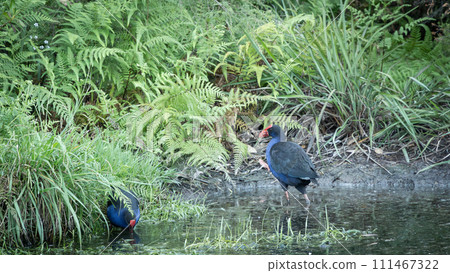 Two native Pukeko birds roaming through swampy landscape looking for food, New Zealand 111467322