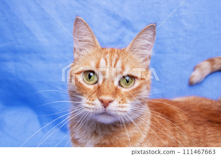 Ginger cat portrait on blue background closeup Ginger cat portrait on blue background closeup 111467663