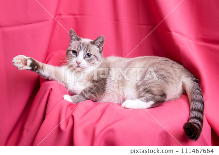Gray cat with blue eyes lying on pink background Gray cat with blue eyes lying on pink background 111467664