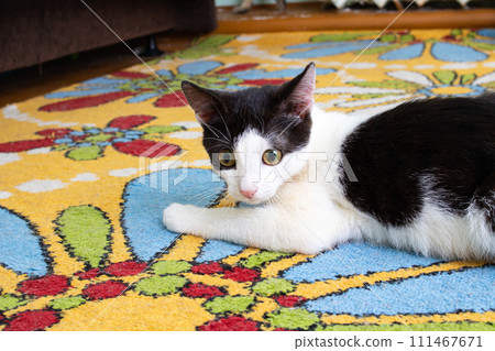 Black and white kitten on the carpet in the room Black and white kitten on the carpet in the room 111467671